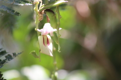 Rodriguezia lehmannii