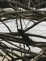 Basiliscus basiliscus