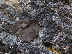 Umbilicaria
