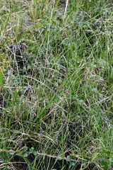 Carex atrofusca