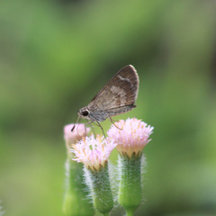 Callimormus saturnus