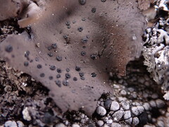 Umbilicaria