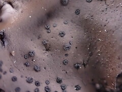 Umbilicaria
