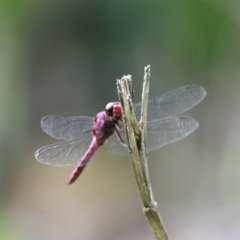 Orthemis discolor