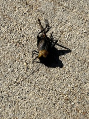 Gryllus pennsylvanicus