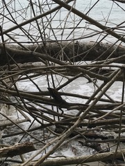 Basiliscus basiliscus