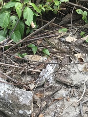 Basiliscus basiliscus