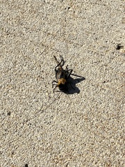 Gryllus pennsylvanicus