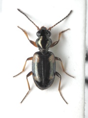 Bembidion quadrimaculatum