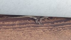 Sceloporus undulatus