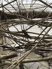 Basiliscus basiliscus