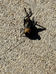 Gryllus pennsylvanicus