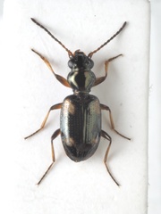 Bembidion quadrimaculatum