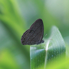 Hermeuptychia canthe