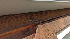 Sceloporus undulatus