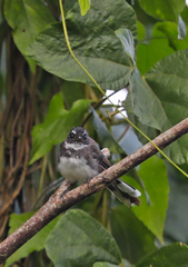 Rhipidura javanica