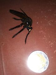 Archilestris magnificus