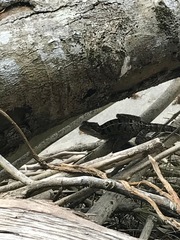 Basiliscus basiliscus