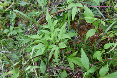 Clematis alpina sibirica