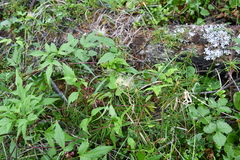 Clematis alpina sibirica