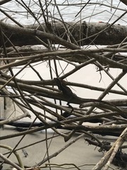 Basiliscus basiliscus