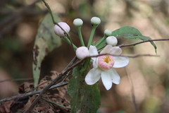 Gustavia angustifolia