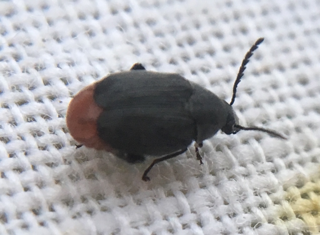 Bruchidius siliquastri
