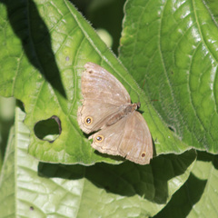 Cissia penelope