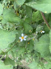 Bidens odorata