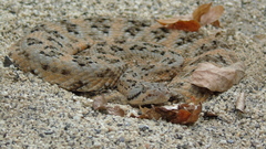 Crotalus mitchellii