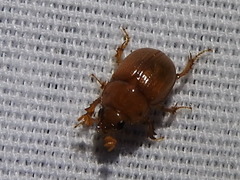 Odonteus