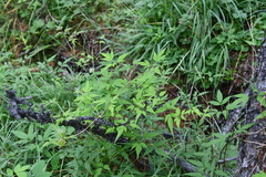 Clematis alpina sibirica