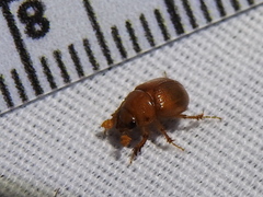 Odonteus