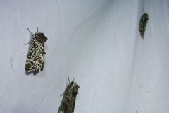 Harrisimemna trisignata