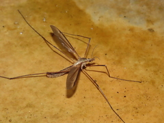 Tipula