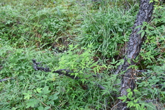 Clematis alpina sibirica