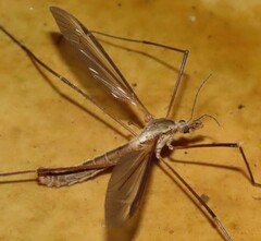 Tipula