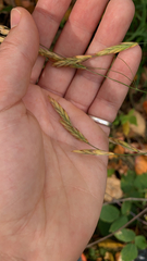 Bromus catharticus