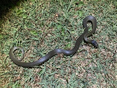 Crotaphopeltis hotamboeia