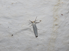 Coscinia chrysocephala