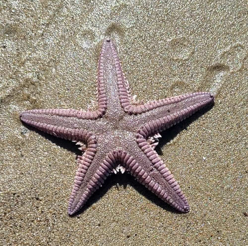 Spiny Sand Star photographed in California
