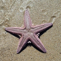 Astropecten armatus
