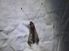 Ululodes quadripunctatus