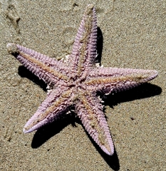 Astropecten armatus