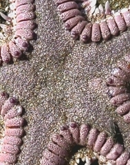 Astropecten armatus