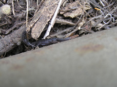 Hottentotta judaicus