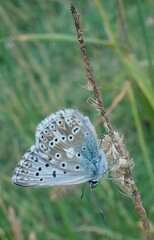 Polyommatus coridon