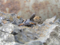 Hottentotta judaicus