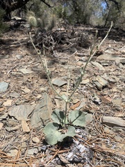 Eriogonum panamintense