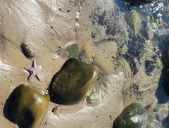 Astropecten armatus